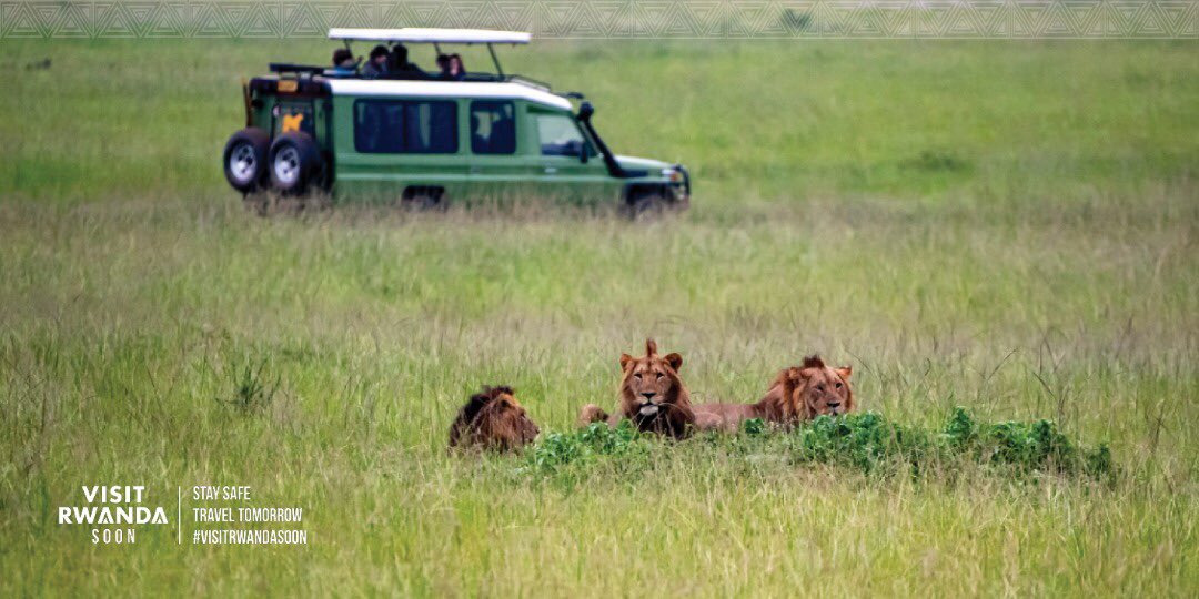 visitrwanda_now's tweet photo. Travel may be limited right now but our wanderlust is not!

We can't wait for you to #VisitRwandaSoon 🇷🇼 for memorable safari experiences! 🦁

#StaySafe #TravelTomorrow https://t.co/6EZ092lOEX