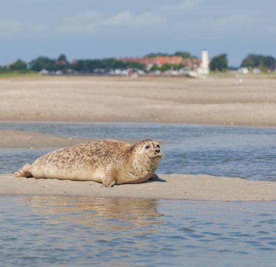 48. somme (80)prefecture : amiensthe baie de somme is THE highlight of this place, also why is amiens not existing a recurring joke? at least they have those cool looking hortillonnages. bully beauvais instead