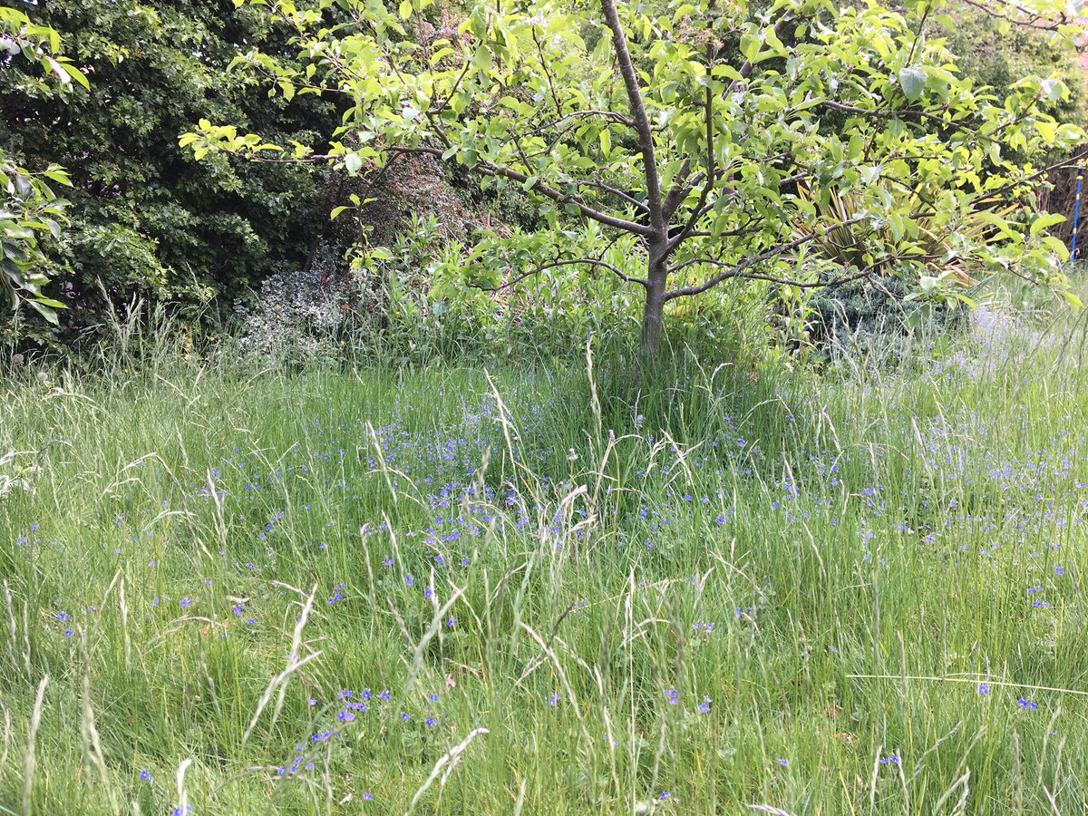 Year 2 of no-mow lawn and look at the speedwell- just beautiful! #ecoexist #nature try it @OlivaceousD !