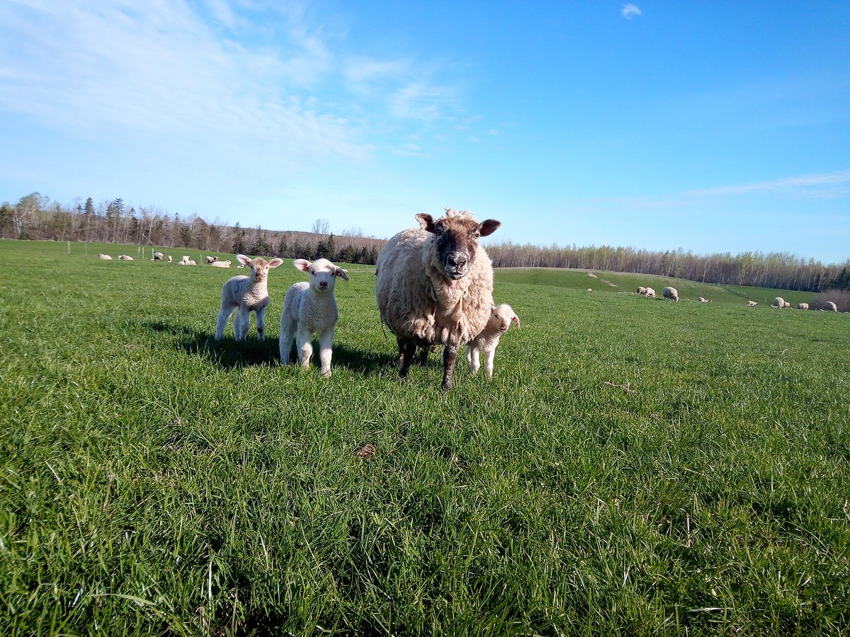 Nova Scotia Shepherd tweet media
