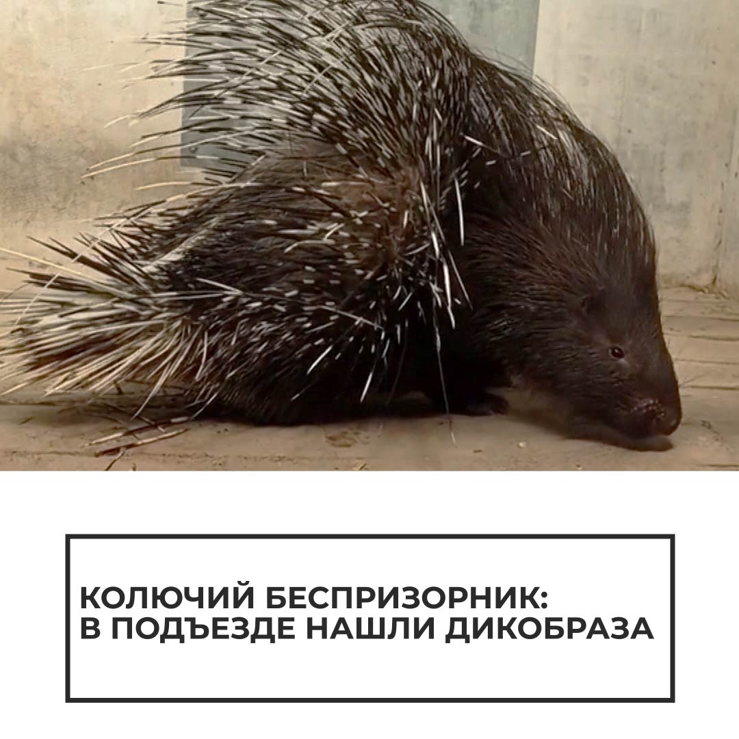 Дикобраз в подъезде