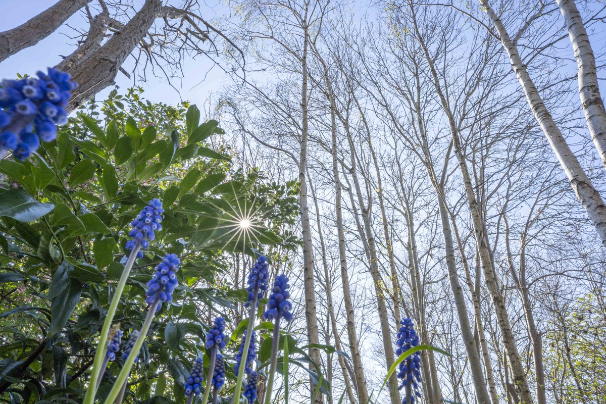 ForestryEngland's tweet photo. Scroll back through your camera roll and dig out those old spring pictures ๐ธ๐ผ
If it puts a spring in your step, we want to see it!
Use #SpringingItBack and tag us to make sure we see your spring snaps๐๐ผ
https://t.co/8k3IWxdmea https://t.co/In59H2QGsx