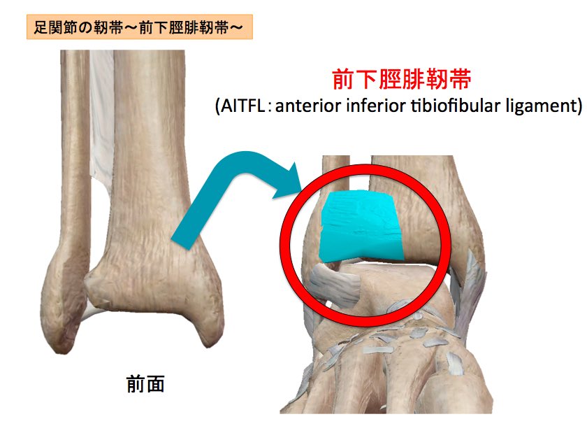 脛 腓 靭帯 前 足関節の靭帯について│ロコリハ