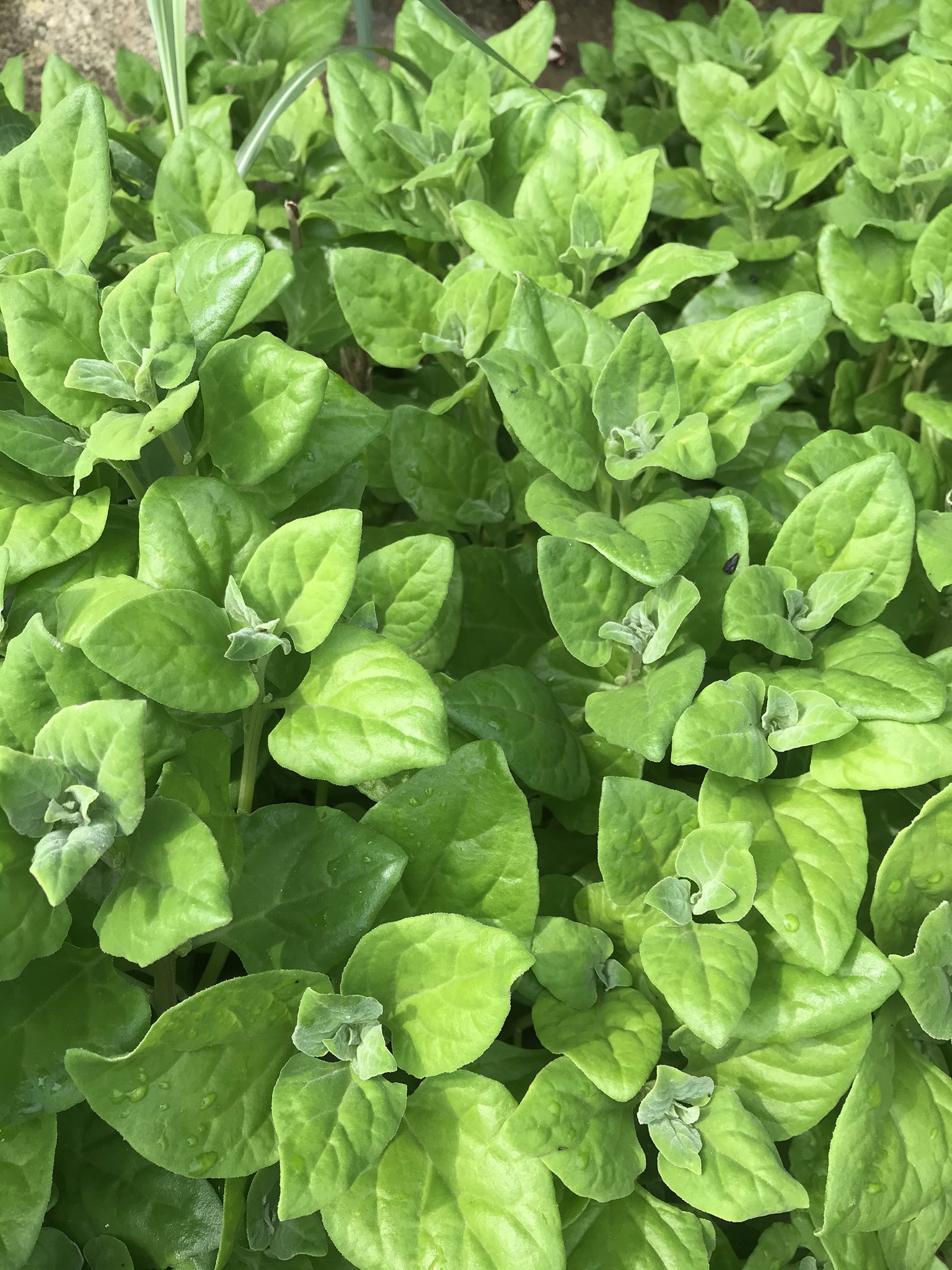 Tweets With Replies By 三浦半島で見られる身近な植物 Vsrsj6neylctuwl Twitter