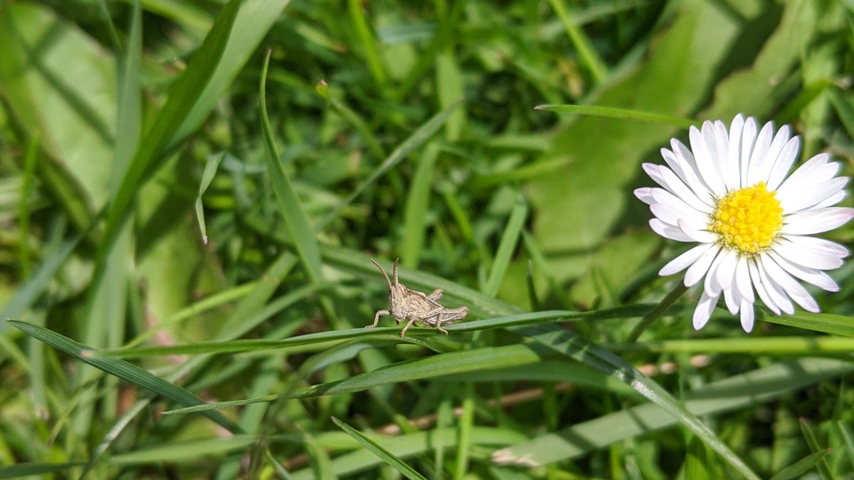 JessJayneBaugh's tweet photo. Now my mind is clear. 
Here is a picture of the smallest little grasshopper that's just caught my eye. Have a good day 💚💕 https://t.co/WFRop567yE