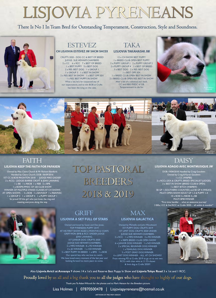 theblossomfiles's tweet photo. Sometimes you need to stop to realise what you’ve achieved. Super proud of this girl. Here’s Daisy with some of her Lisjovia family, in an ad, in #ourdogs for the #pyrenean feature. Such a fun and amazing year #pyreneanmountaindog #greatpyrenees  #showdog #pyrenean #lisjovia https://t.co/94Y0jbgnxW