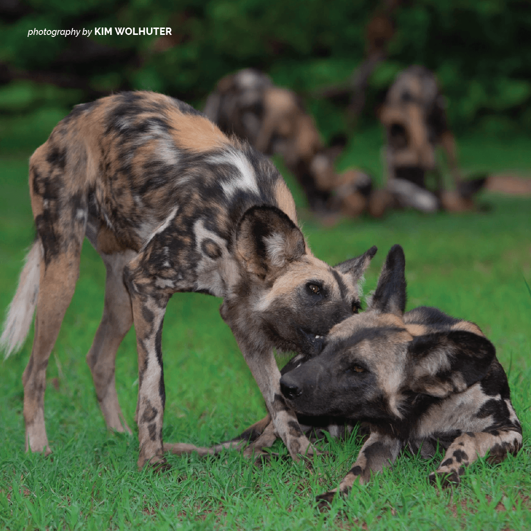 AWF_Official's tweet photo. The African wild dog is now classified as endangered due to habitat loss as well as human wildlife conflict. https://t.co/9qKd8dzN2H https://t.co/ksWqkiSi72