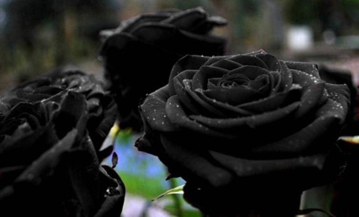 3. Black Rose