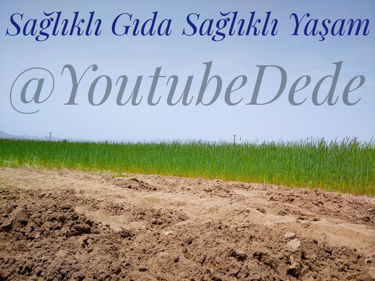 Sağlıklı Yaşam , Sağlıklı Gıda ! 

Kinoa Ekimi İçin Ne Kadar Harcama Yaptım ? 
youtu.be/uO6TJvsCiRs