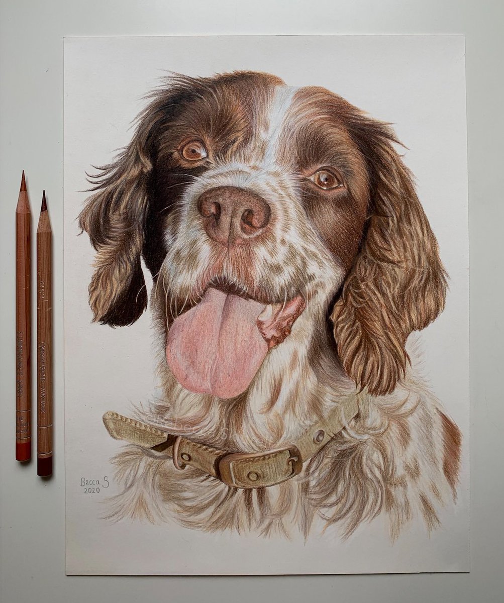beccaskittrell's tweet photo. A two-part donation project I’ve been working on, pencil portraits of @TomHolland1996 and @HazOsterfield dogs!🐾 Read the explanation below, and make sure to go check out my post on my Instagram too (@ becca_tattoo)😌
@HarryHolland99 @domholland @Tbrotherstrust  @TuwaineBarrett https://t.co/AQLC8Yi7qn