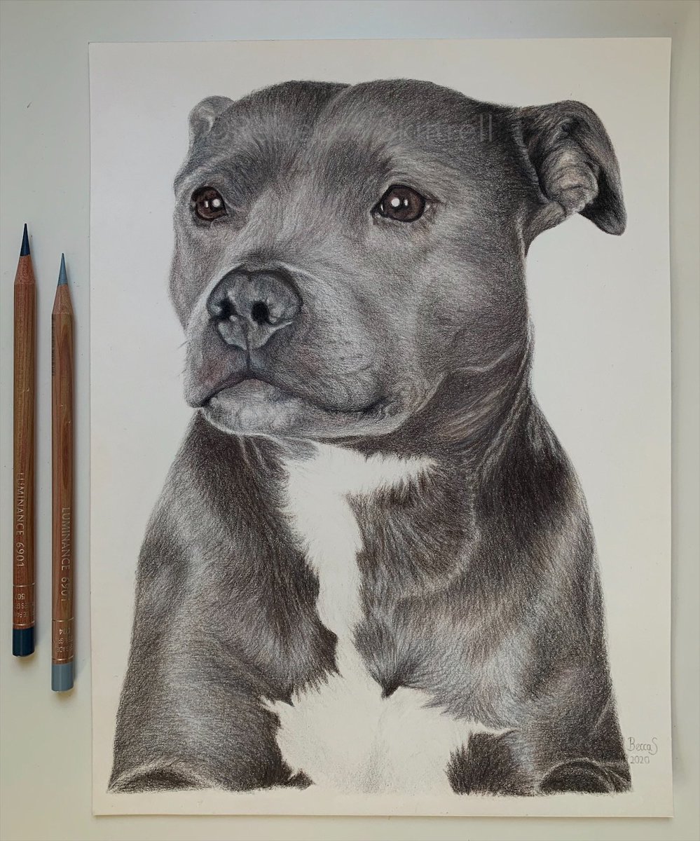 beccaskittrell's tweet photo. A two-part donation project I’ve been working on, pencil portraits of @TomHolland1996 and @HazOsterfield dogs!🐾 Read the explanation below, and make sure to go check out my post on my Instagram too (@ becca_tattoo)😌
@HarryHolland99 @domholland @Tbrotherstrust  @TuwaineBarrett https://t.co/AQLC8Yi7qn