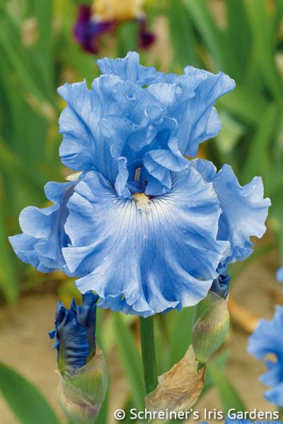 6. Blue Flower