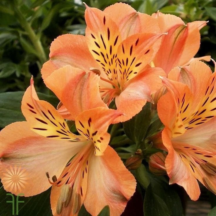 8. Orange Color Flower
