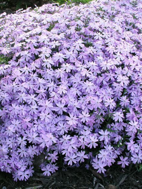 9. Purple Flower