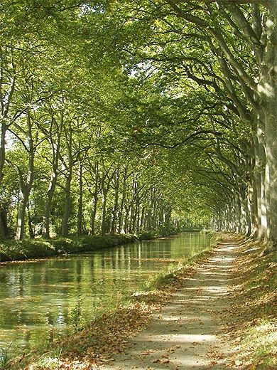 The Midi Canal shaded by plane trees
#photos #France #MidiCanal