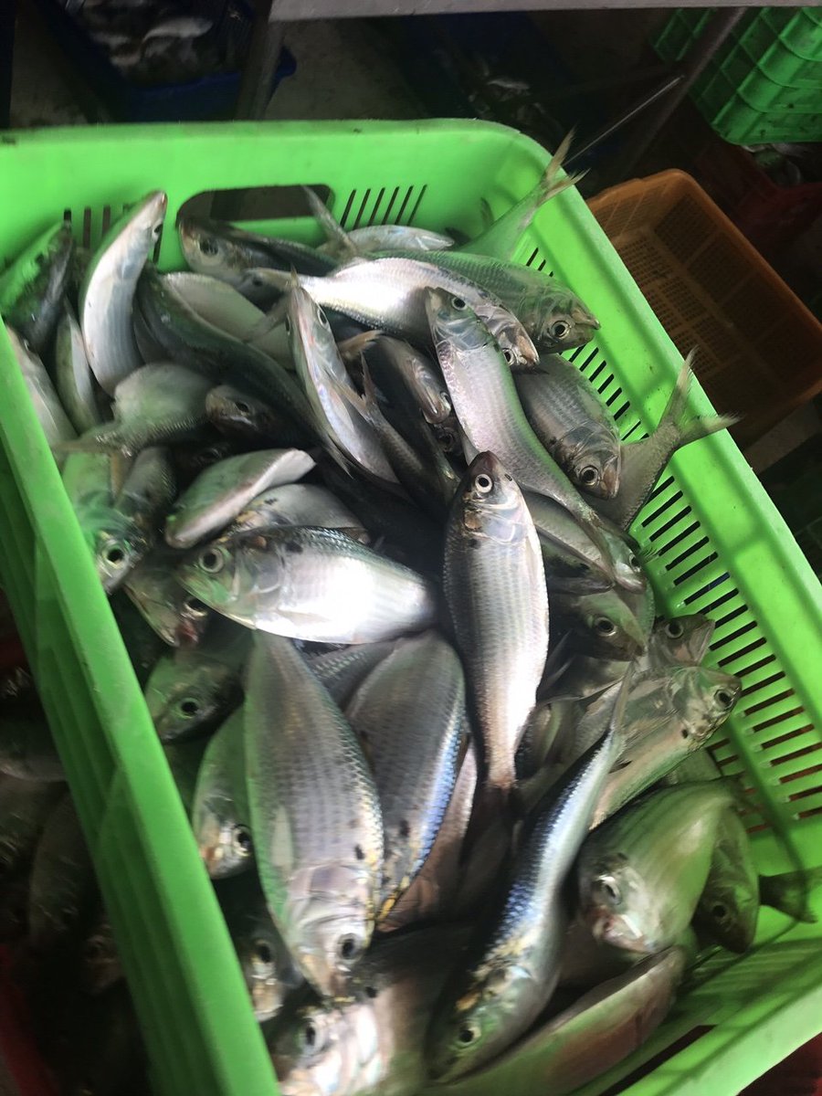 Fish4Export's tweet photo. We have 100 tons frozen sardine size 4/6 and 6/8 ready stock now. Origin: Vietnam. Scientific name: Konosirus punctatus.
Good price / very good quality.
Whatsapp/wechat: +84968143550
#sardine #frozensardine #shadfish #vietnamsardine #oilsardine #Konosiruspunctatus https://t.co/AerVa7L0Ac