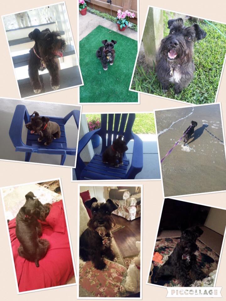 kmb2000's tweet photo. Eight years ago today I traveled to Galveston to adopt Clarisse!
Happy Gotcha Day sweet sock thief!!!
#blackminisrule #adoptdontshop #msrh https://t.co/s8uJb6kPVp