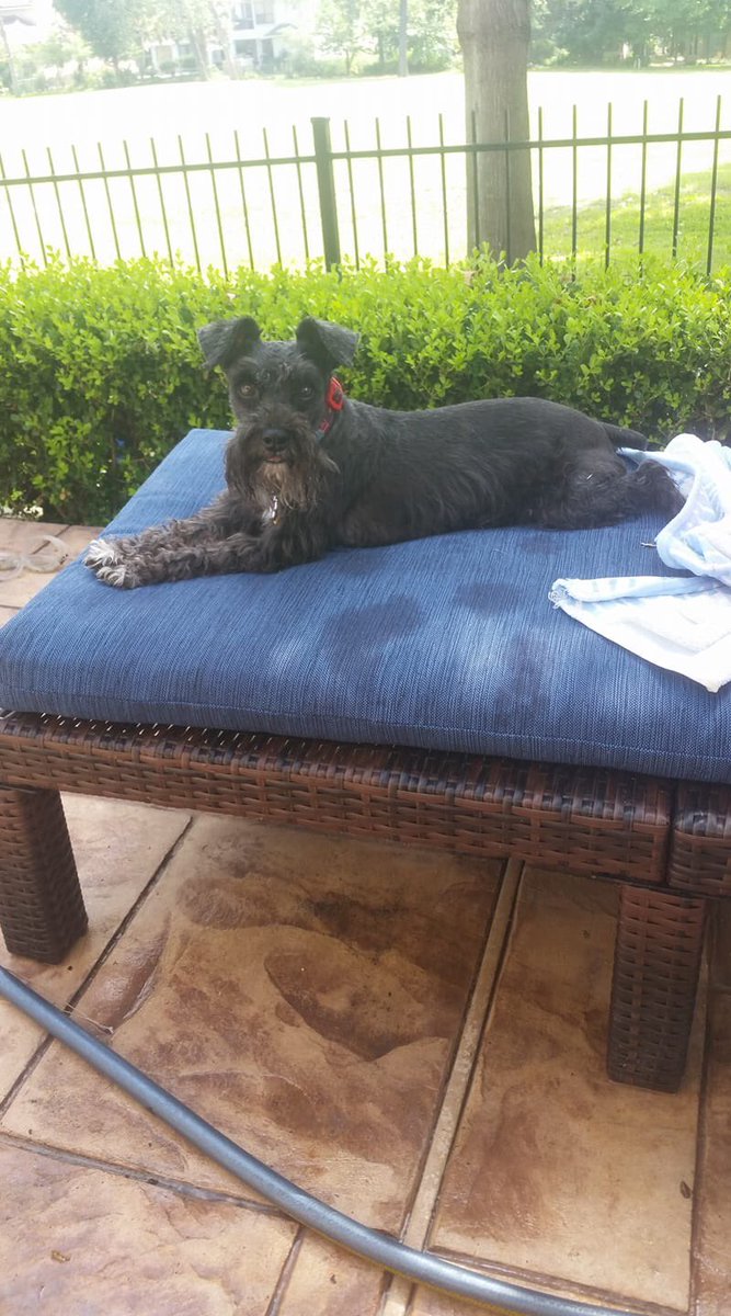 kmb2000's tweet photo. Eight years ago today I traveled to Galveston to adopt Clarisse!
Happy Gotcha Day sweet sock thief!!!
#blackminisrule #adoptdontshop #msrh https://t.co/s8uJb6kPVp