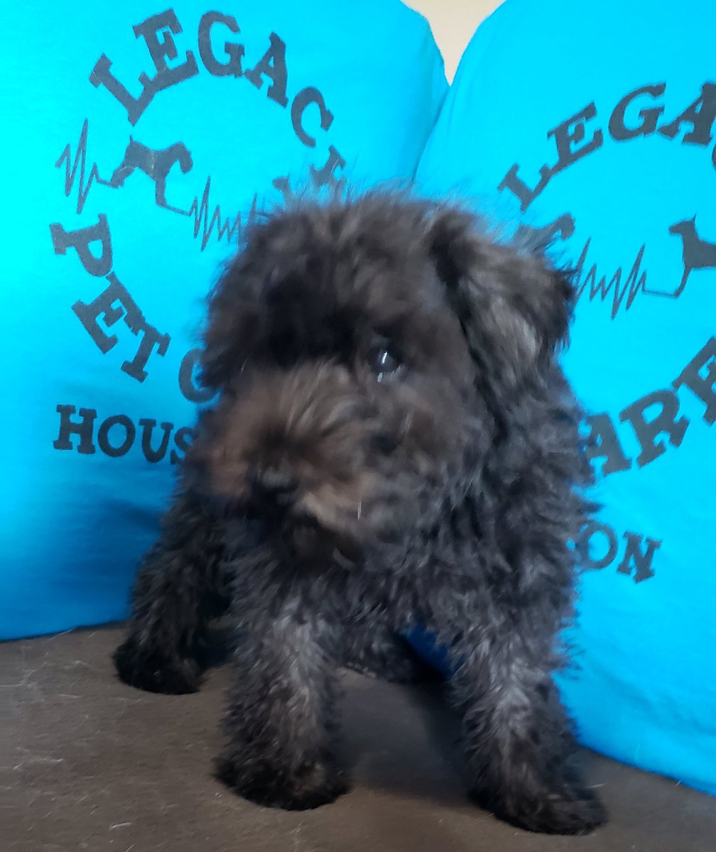 First client of the day, say hello to our 7 week old Osa' . <a href="/LegacyPetCare/">Legacy Pet Care Houston</a>