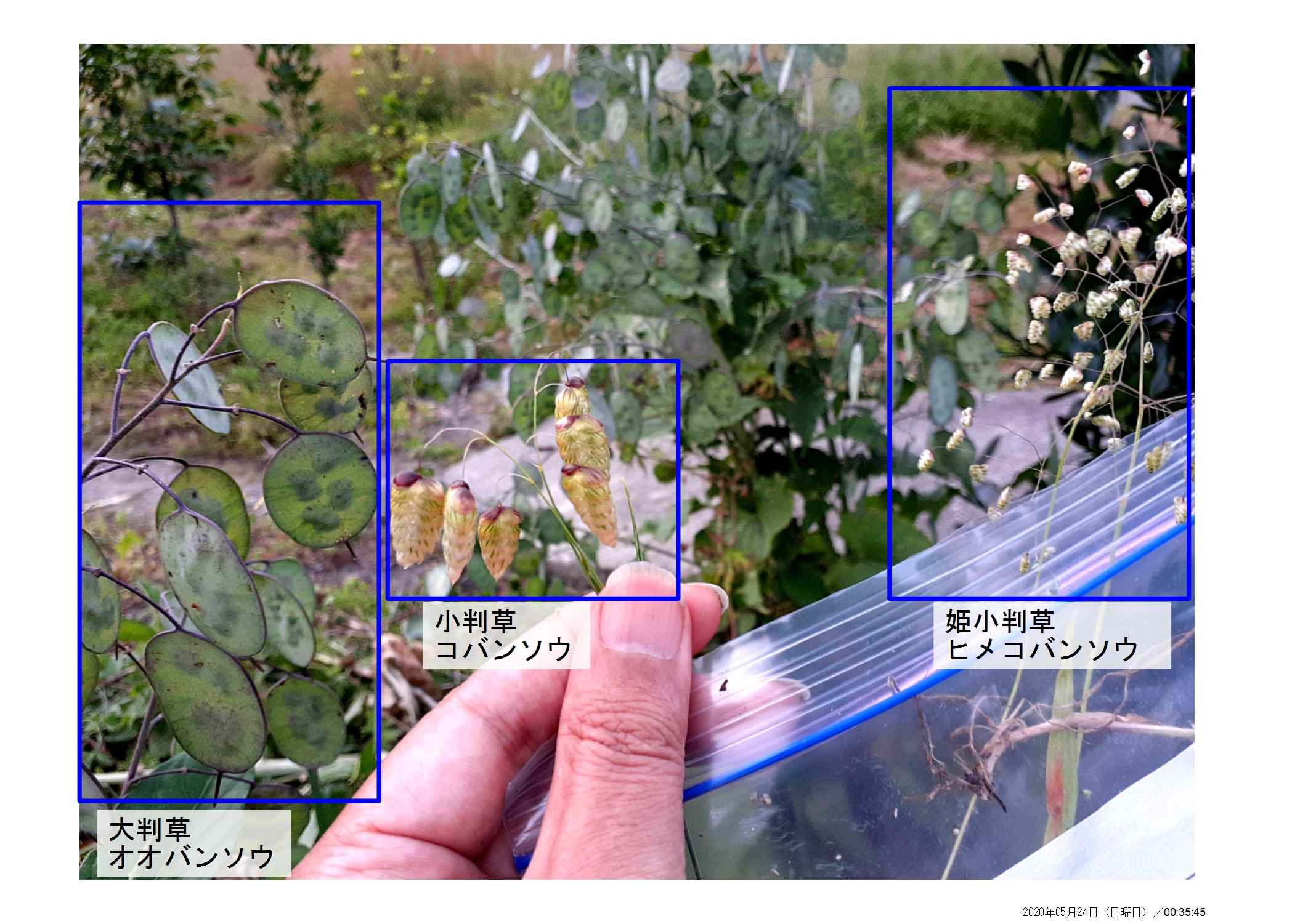 オオバンソウ Twitter Search Twitter
