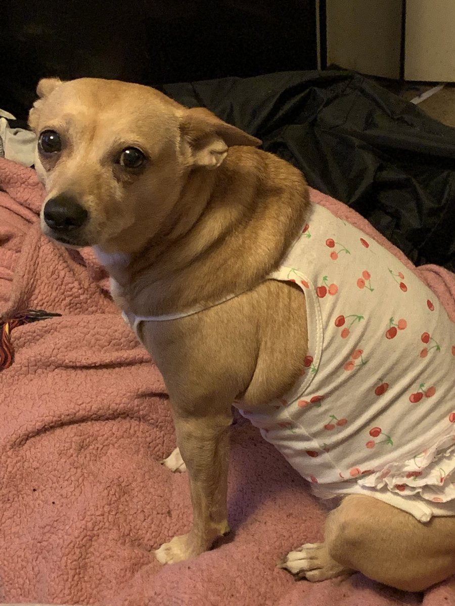 Im1SpoiledLady's tweet image. Here’s the Birthday Girl!! She’s in her #ModelMode I really wish she had a little sun hat! 👒 Y’all say Happy Birthday to my furbaby princess!! 😂 #dogsoftwitter #NalasBirthday