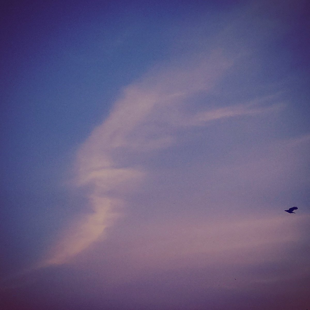 lawnila's tweet photo. #skylit #sunsetedition https://t.co/VLdgEXUvvC