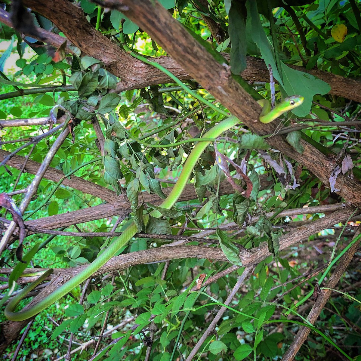 tjroycemd's tweet photo. New backyard tenant. 👀🐍 #thisisNC @DonRosenstein https://t.co/XkvfptcVib