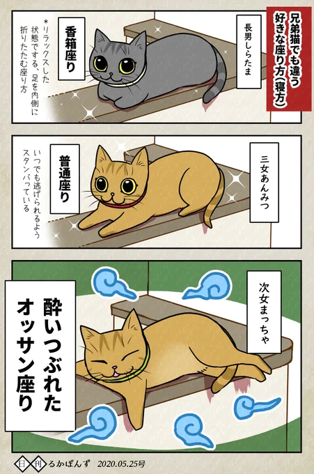 【猫まんが】兄弟でも違う、好きな座り方(寝方) +実態#保護猫3兄妹 #猫 #猫漫画 #コミックエッセイ #ペット漫画 