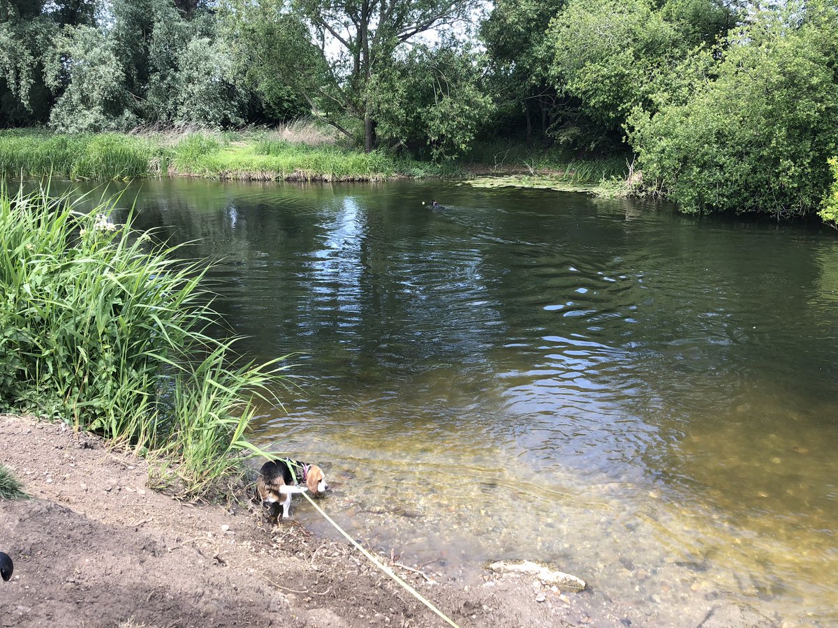 NikkiMoore_Auth's tweet photo. On today’s #SocialDistancingWithMyDog, Luna had a lovely walk in the sun down by the (chalky) river 🐶🌞💖 Hope this brightens your day! #StaySafe #PetsOfIsolation #Lockdown https://t.co/7IrlTcBJ3i