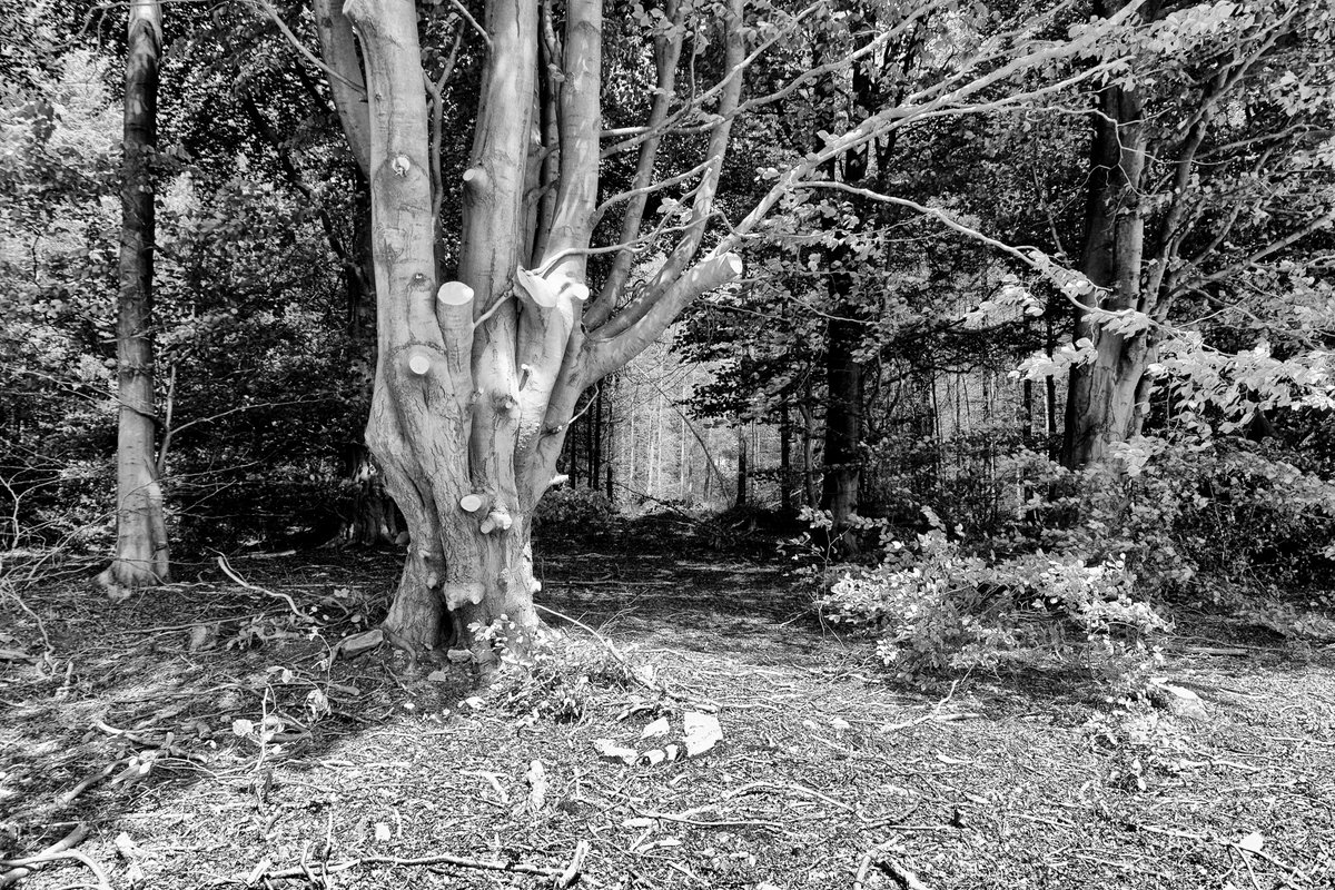 andyradka's tweet photo. Around Helmsley in Yorkshire
#yorkshireinblackandwhite #Yorkshire #blackandwhitephotos #blackandwhitephotography #blackandwhite #blackandwhitephoto #Monochrome #monochromephotography #Yorkshireis #Radka #Pentax #BWPMag #aperturefnd #BlackMinimalism #NorthYorkMoors #Helmsley https://t.co/ezOLKxhDNu