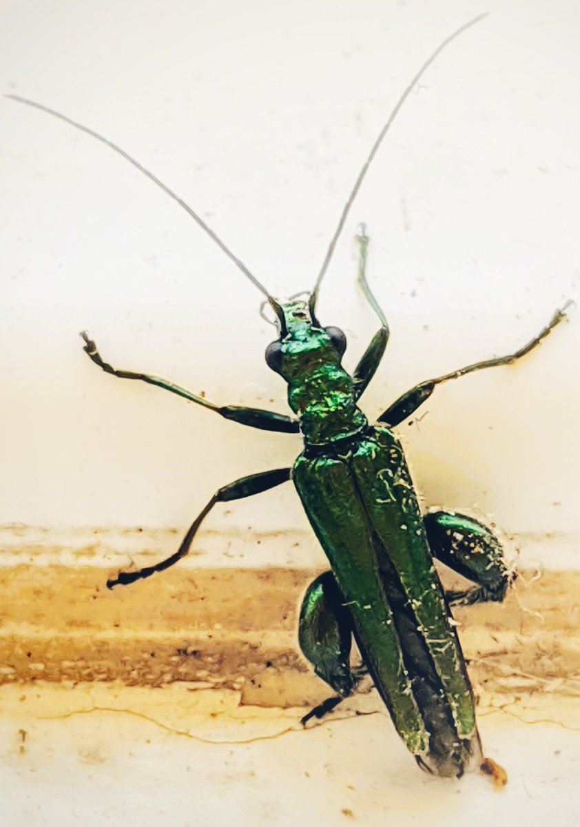 Lisa Benton tweet media