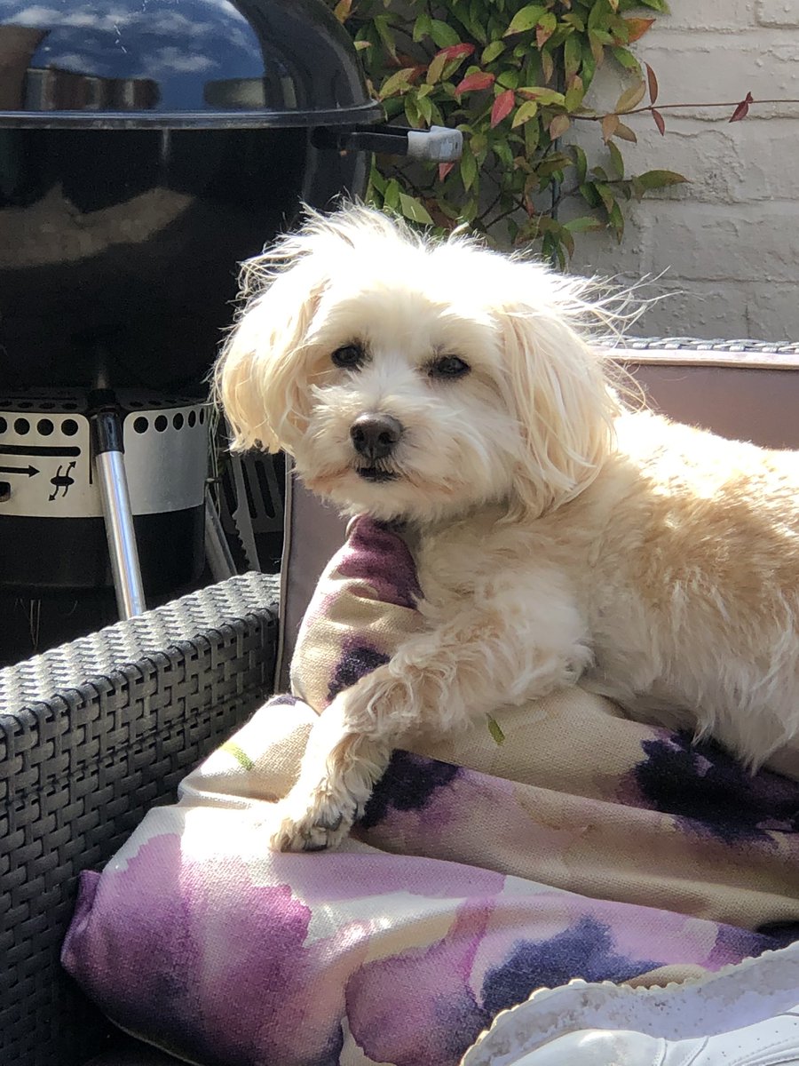 NancyWestipoo's tweet photo. Loving the weather. What about you @MaggieSWDog 😘 https://t.co/QpGrWCYEUi