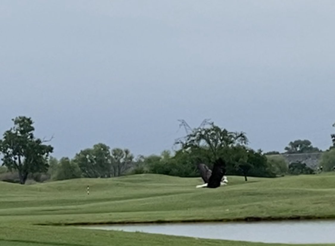 Couple of Bald Eagles at the club this morning checking on things.