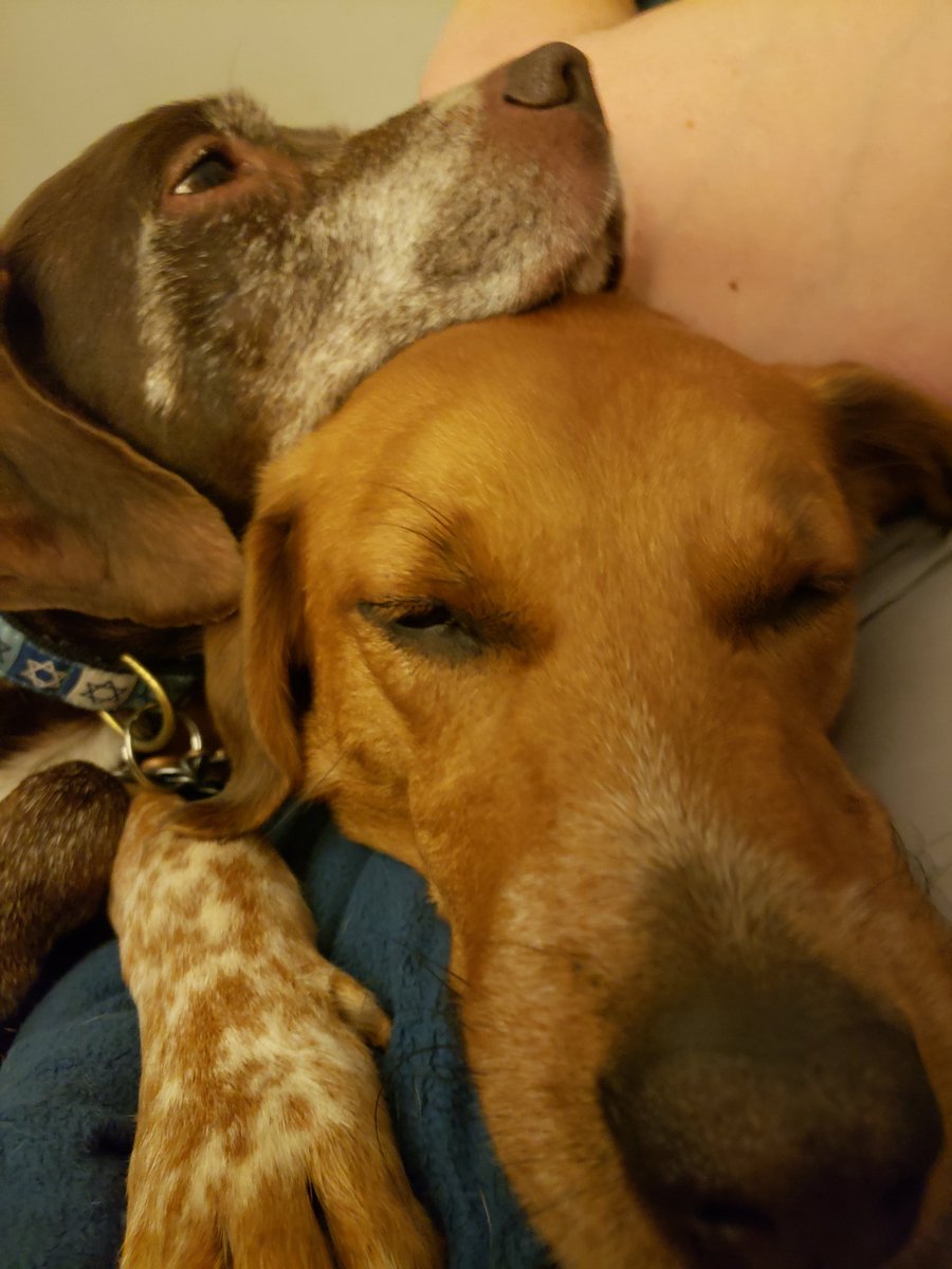 Still trying to convince the cat to get in on this