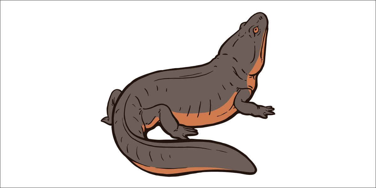 RoyalTyrrell's tweet image. Did you know there are salamanders and toads living in our Cretaceous Garden? What kinds of amphibians live around your home? Please tweet your amphibian drawings at us! #RTMPArtChallenge #MuseumFromHome