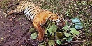 jibesh_upadhyay's tweet photo. No #tag sunderban???? Kiddos to animal lovers of this country,,, only because it's not Australia and amazon,,, its doesn't even matters,,, #hippocarcy at its best,,
#amphanupdates 
#savebengal
#savesundarbannationforest https://t.co/TcMe1GNzi0
