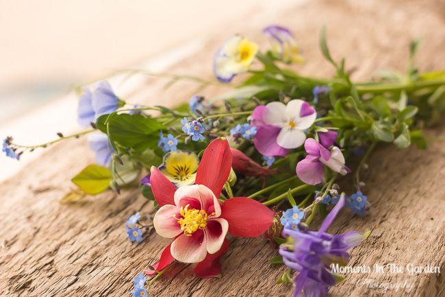 Happy Sunday.  Late Spring Posy.  A collection of late spring flowers.  #latespringposy #aquilegia #forgetmenot #pansies #blueflax #cottagegardenflowers #momentsinthegardenphotography