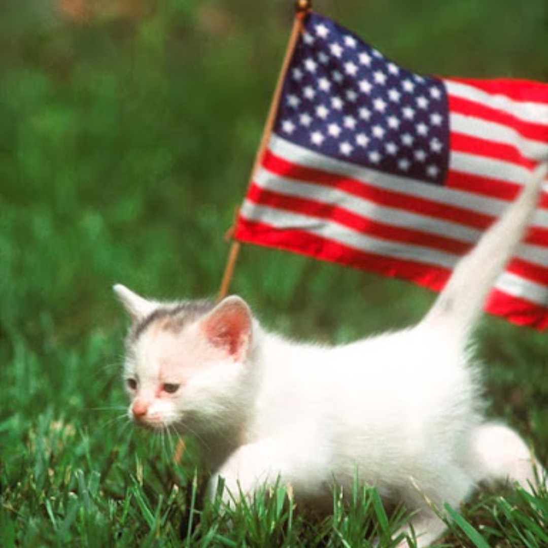 Metropolitan Animal Specialty Hospital tweet media