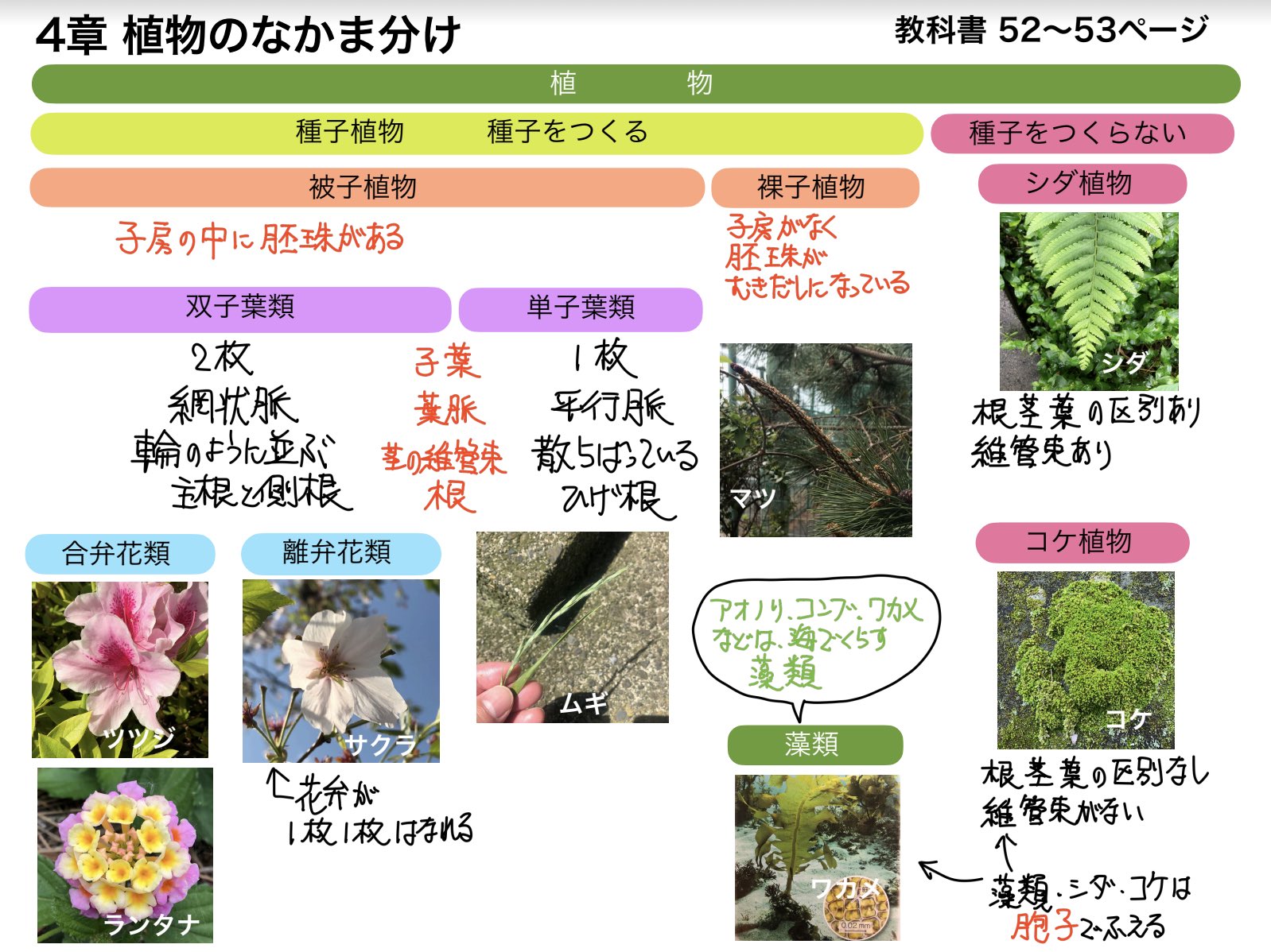 Mat 中1理科 デジタルノート ノートまとめ 種子植物 海藻は植物じゃないぞ 気をつけて T Co Ju30wsfzh3 Twitter Mat 中1理科 デジタルノート ノートまとめ 種子植物 海藻は植物じゃないぞ 気をつけて T Co Ju30wsfzh3 Twitter