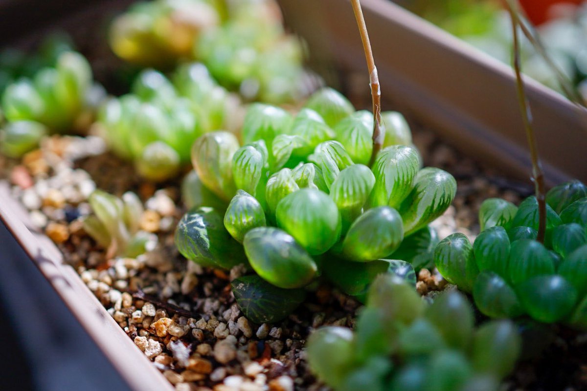 Stardrops312 今年鉢分けしたハオルチア いつも以上に今年は花が咲く ちょっと水不足 多肉植物 ハオルチア オブツーサ 雫石 写活 Eosrp カメラ好きな人と繋がりたい 写真好きな人と繋がりたい 誰かの記憶に残る写真 キリトリセカイ