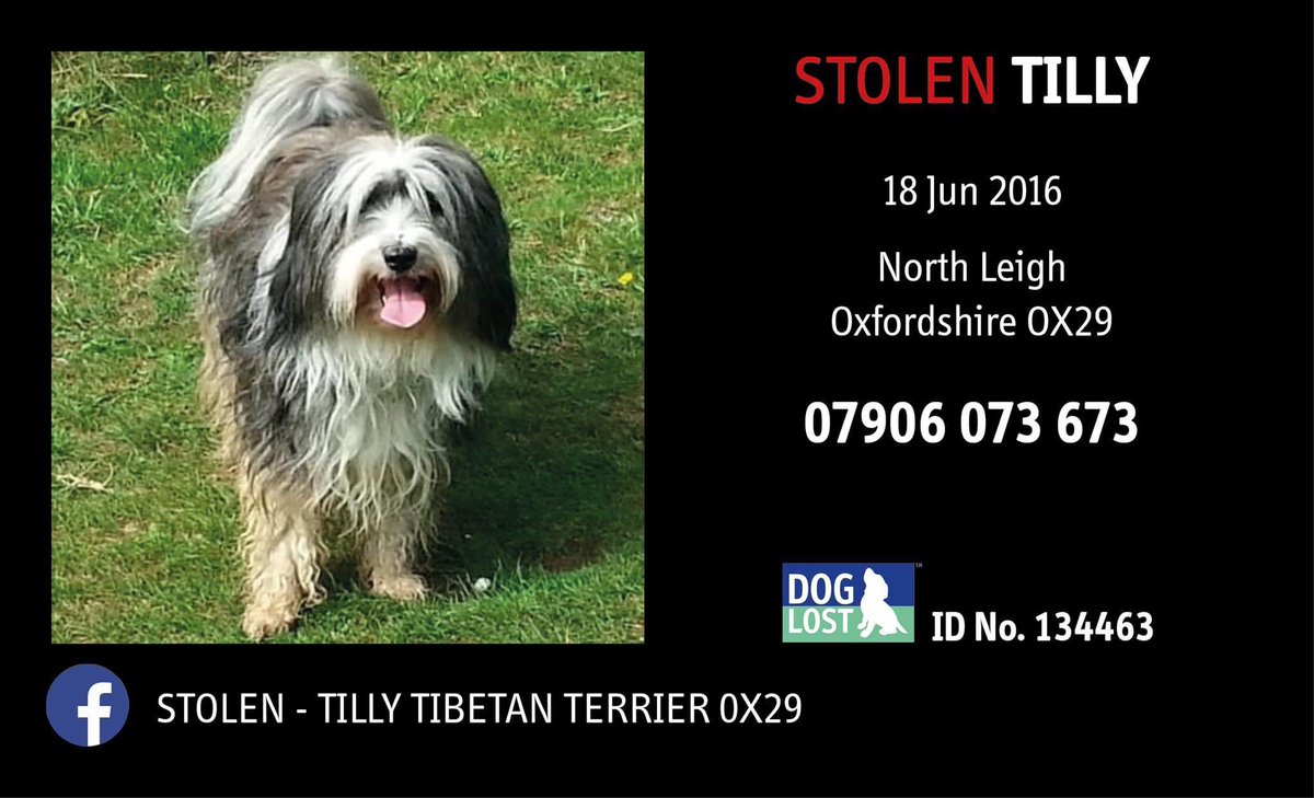 molliepug2's tweet photo. 🆘💕🆘💕🆘💕🆘 Please share particularly to village/town group pages to spread the word about Tilly. Whoever has her may not be on social media, so as much "sharing" and being extra vigilant may help us to get her back. 
I still believe that SOMEBODY, SOMEWHERE https://t.co/PWBb5vIzIu