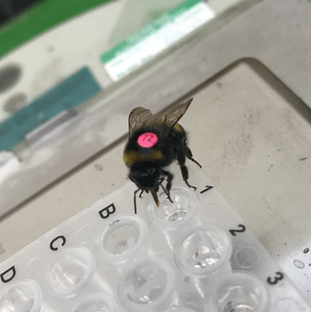 CUBotanicGarden's tweet photo. We’re excited for the first day of #FoP20 tomorrow. 

Its Plant Science Day so visit our website for loads of fascinating talks from plant scientists &amp; join us for a Facebook Live at 4.30 with @Beverley_CUBG talking about pollination &amp; plantings in CUBG. 
https://t.co/spVdUsoArQ https://t.co/QjCQZPUrPc