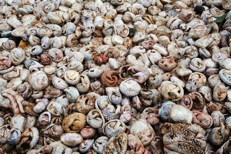 ECOWARRIORSS's tweet photo. The shy quite little Pangolin - how many millions has China and other countries killed - it may never be known - the cruelty and barbarity driving a beautiful species to extinction should never forget and this is just one species - there are thousands more https://t.co/7WJTU0UIyk