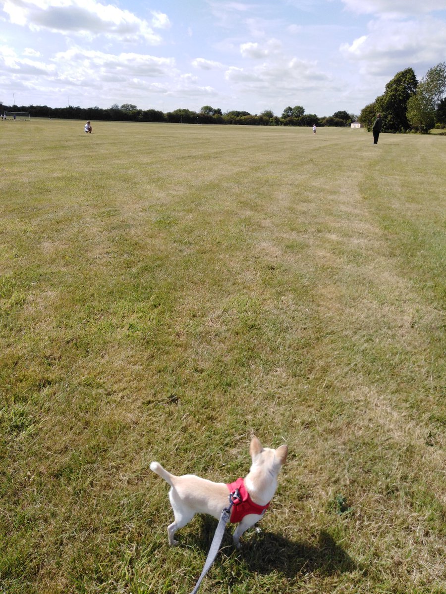 LottiePrice2000's tweet photo. Been out with me fam to the big field watching them play frisbie, I wanted to catch it but mum said it would knock me Teath out.. 😳🐕🐾🐾. #Chihuahua #DogsofTwittter #frisbie #noteath #family https://t.co/KRyh0sh4GW