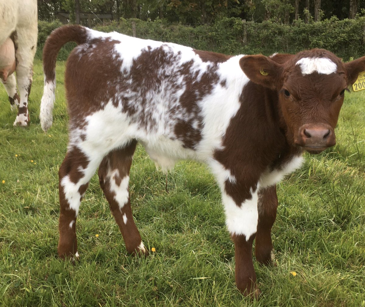 How I wish this one had been female, beautiful markings