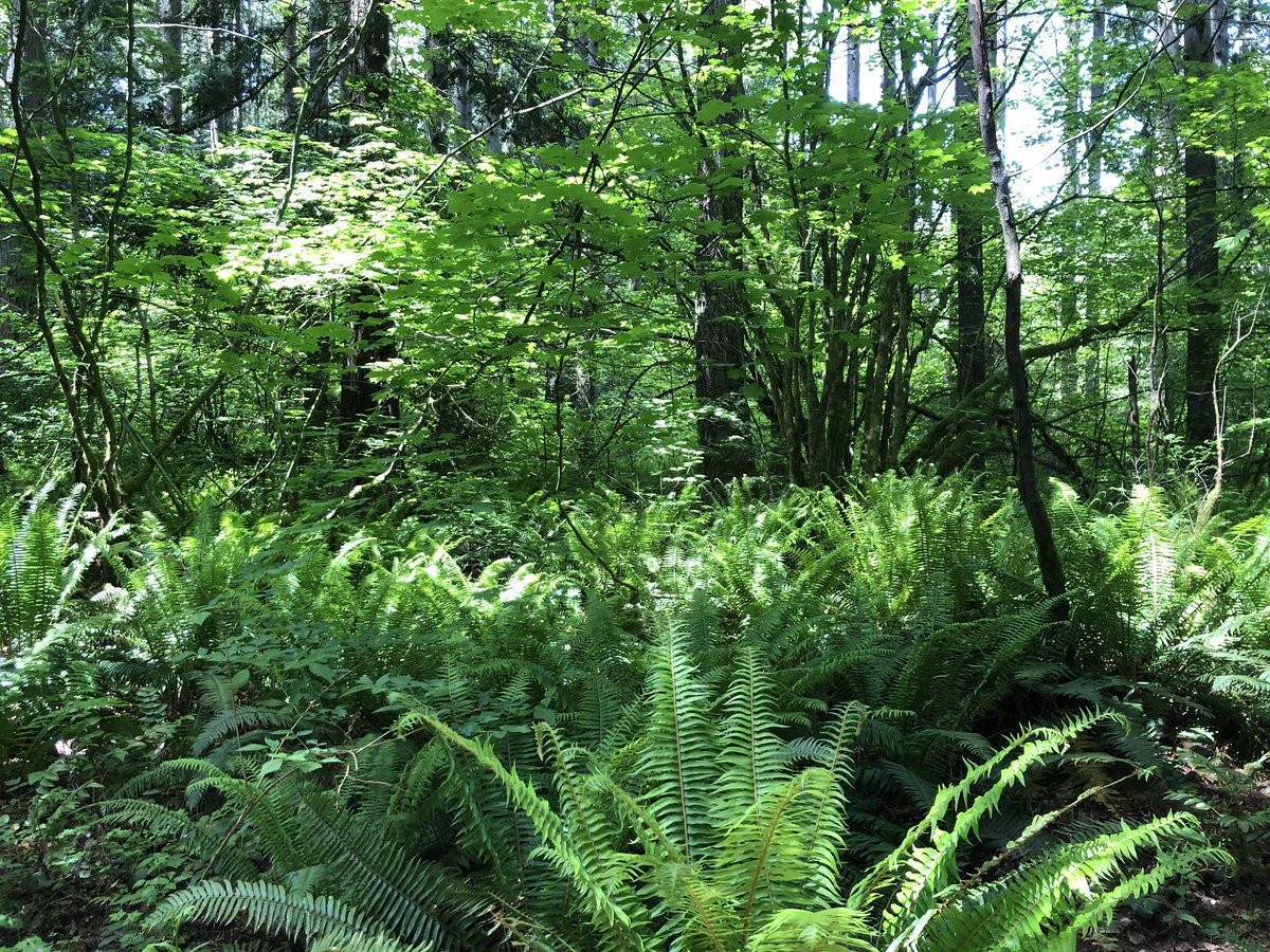 UMdefinitely going to have to fix up Pitou or make something else that’s forest-y because this trail that’s like two minutes off a freeway is potential self shoot perfection