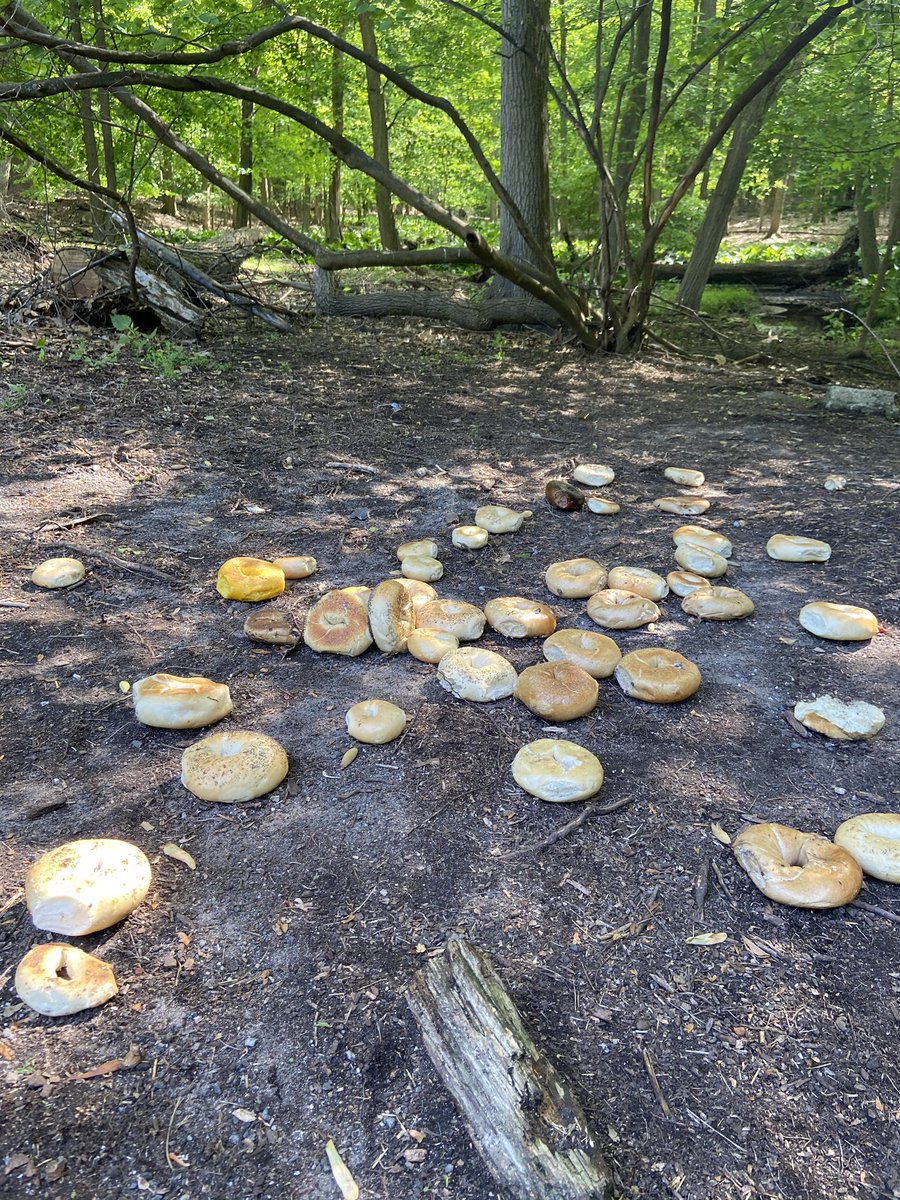 the bagels are returning to the forests. new jersey is healing. we are the virus