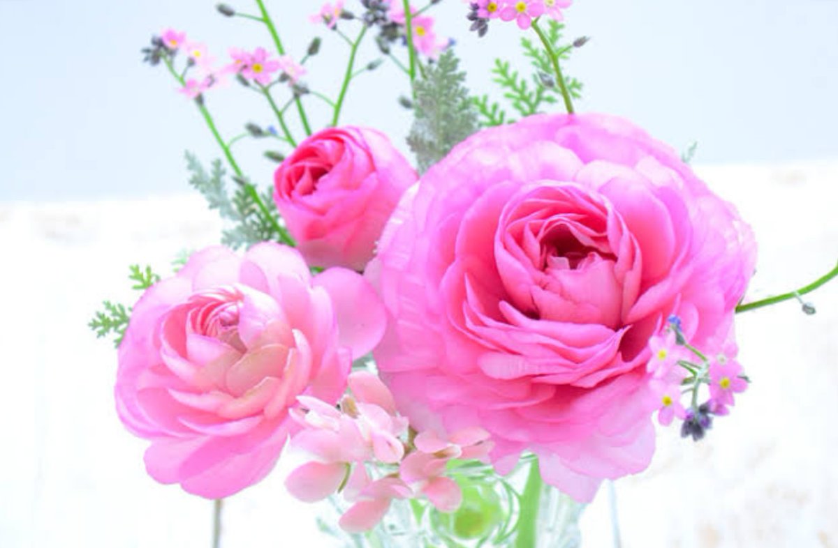 じん 今日のピックアップ ラナンキュラス 花名の由来 属名の学名 Ranunculus ラナンキュラス は ラテン語の Rana カエル を語源とし 原種が湿地を好み 葉の形がカエルの足に似ていることに由来するといわれます 花好きな人と繋がり