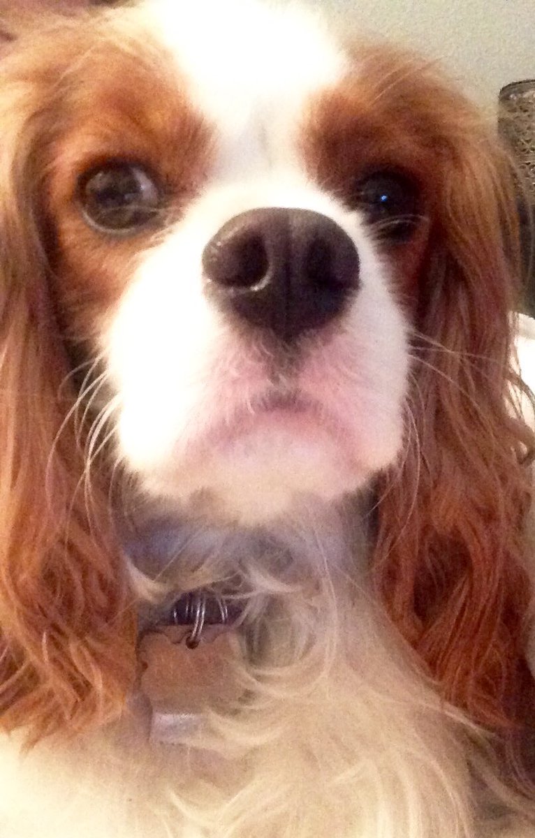 OneSixtyToOne's tweet image. #snootaboop