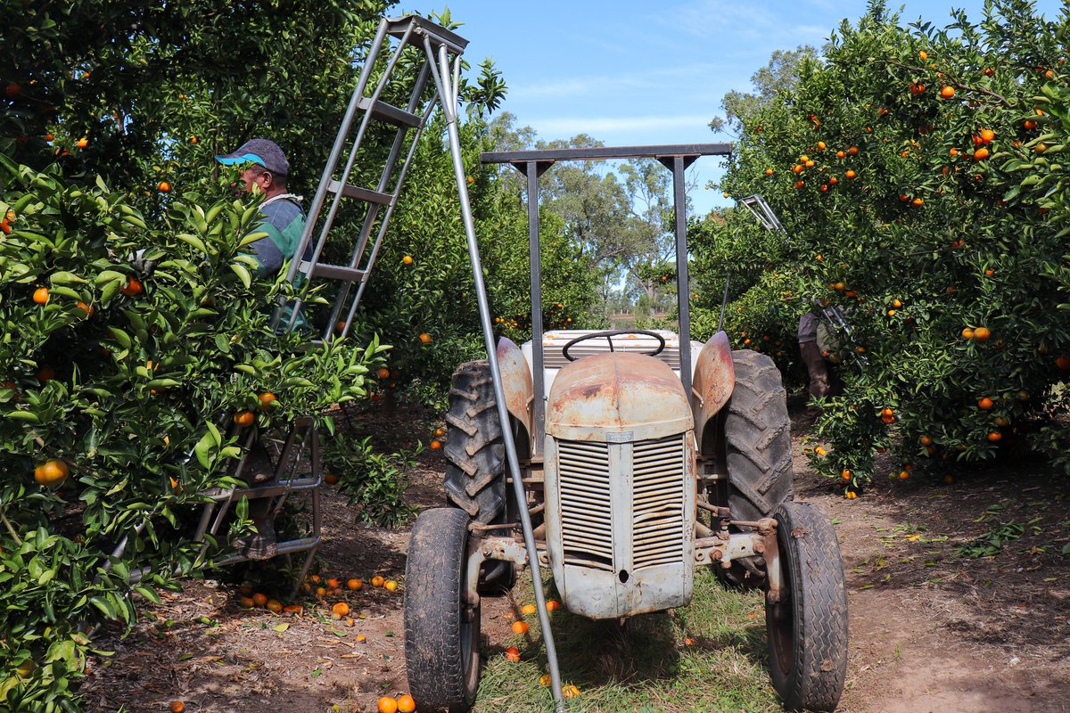 Ironbark Citrus tweet media
